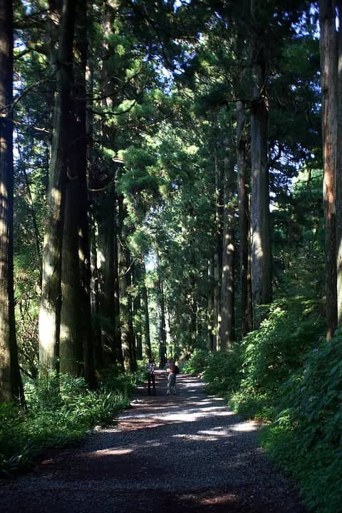 箱根旧街道