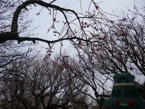 佐倉城址公園