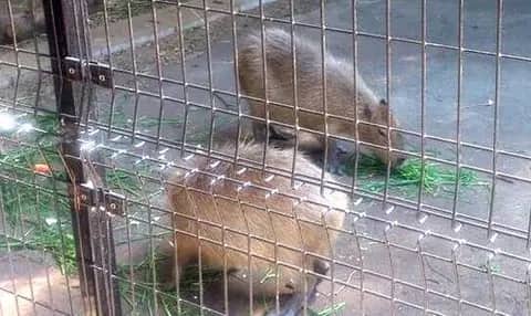 大宮公園小動物園