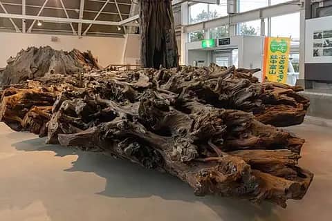 魚津埋没林博物館