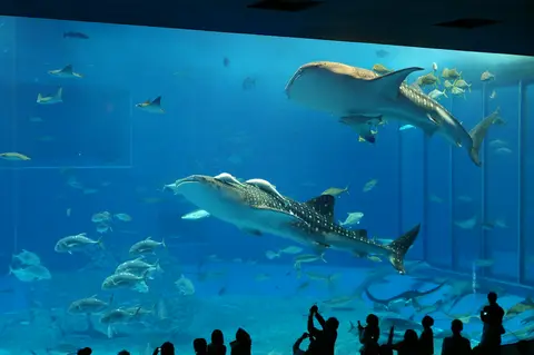 沖縄美ら海水族館