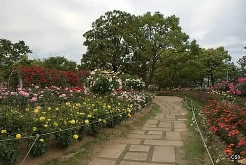 ばら公園