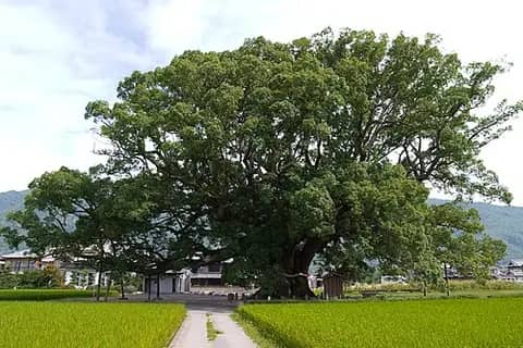 加茂の大クス