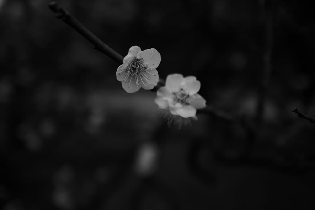 池上梅園