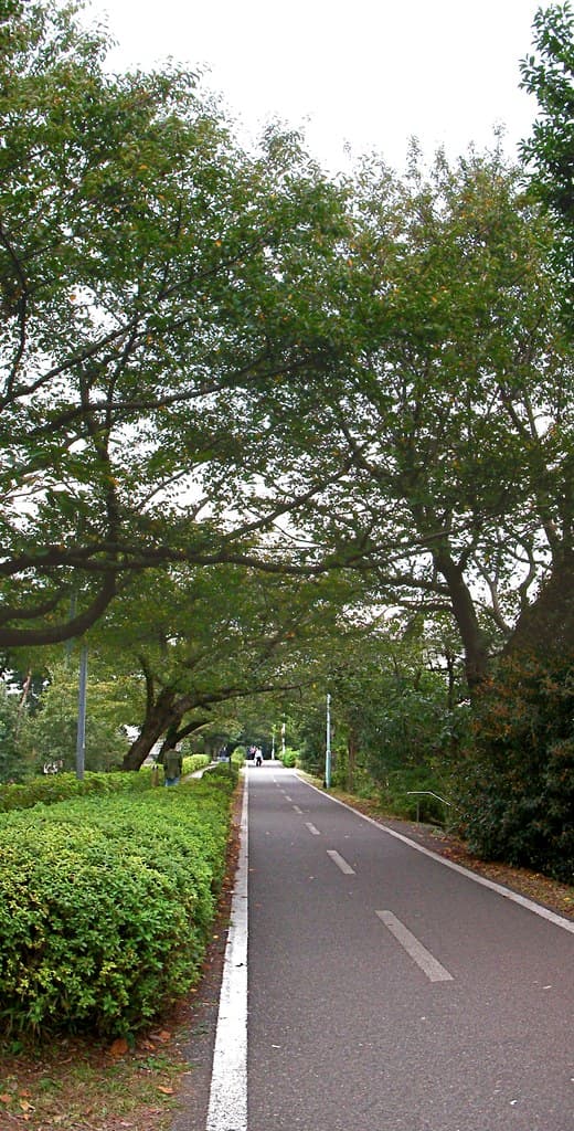 多摩湖