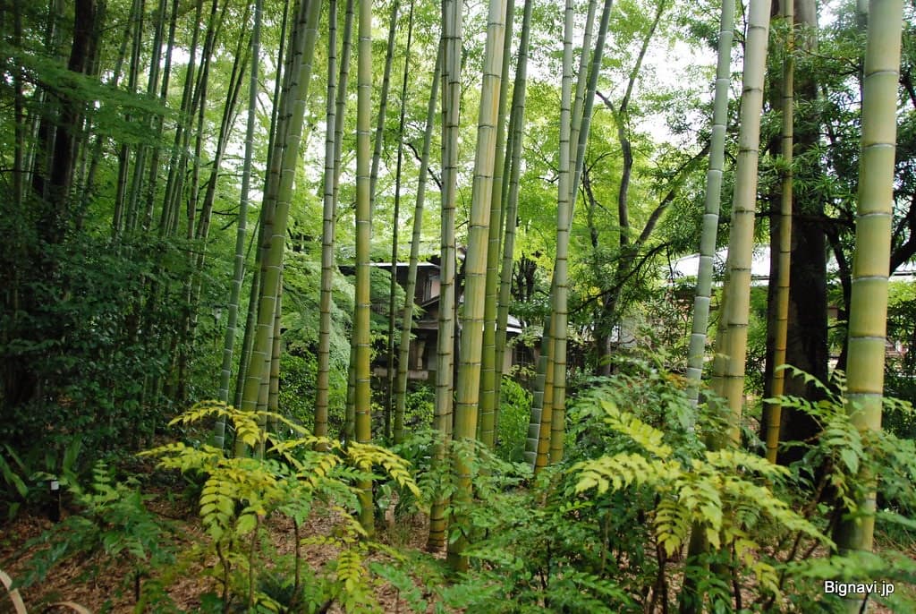 修禅寺