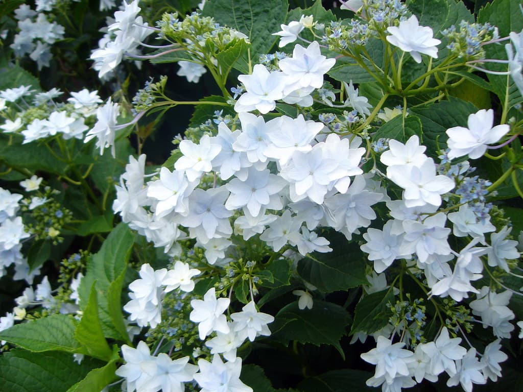 向島百花園