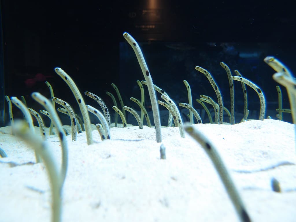 すみだ水族館