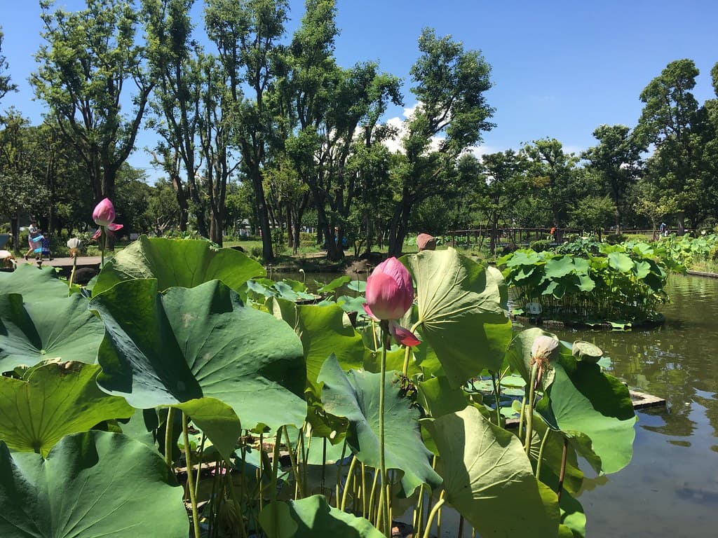 郷土の森公園