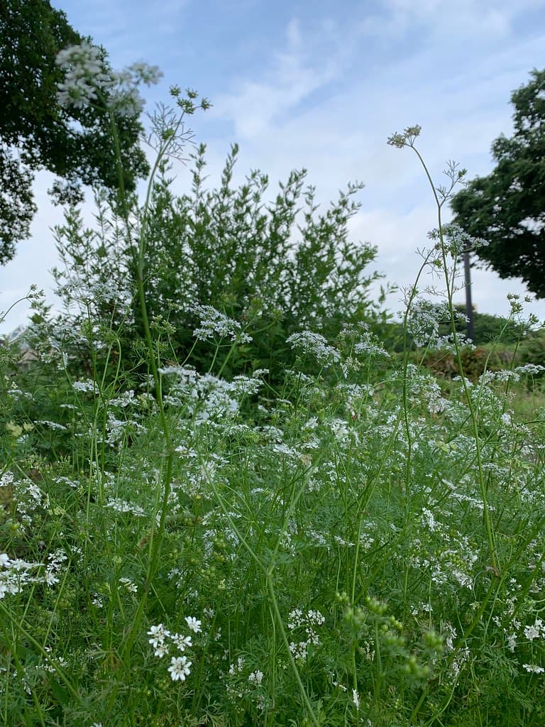 木場公園
