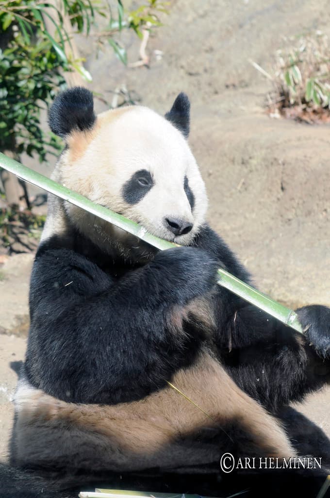 恩賜上野動物園
