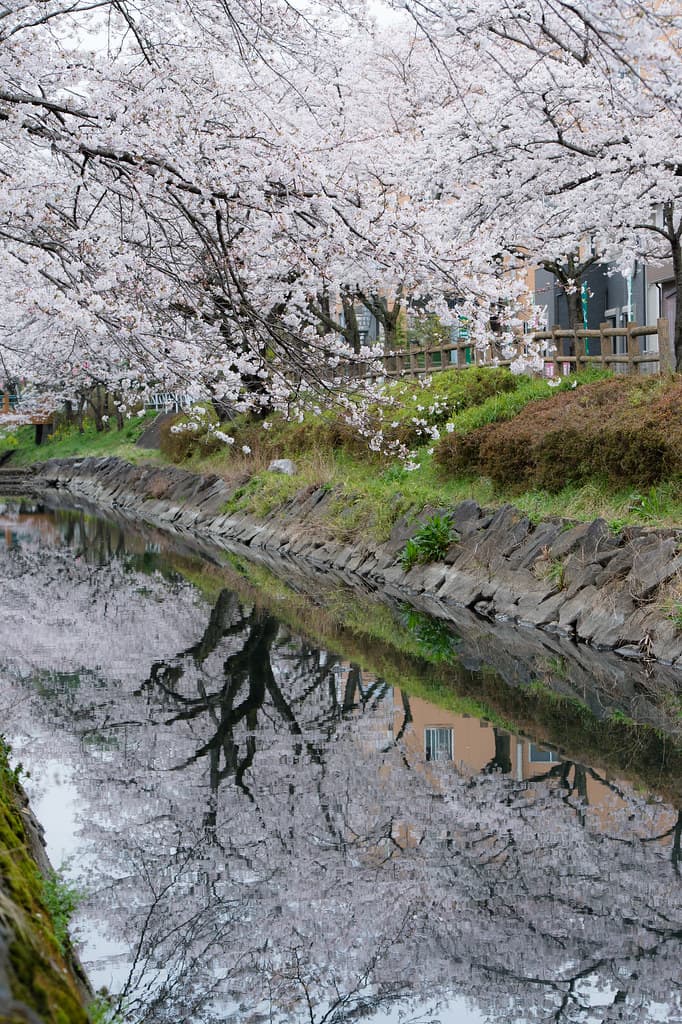 八重桜
