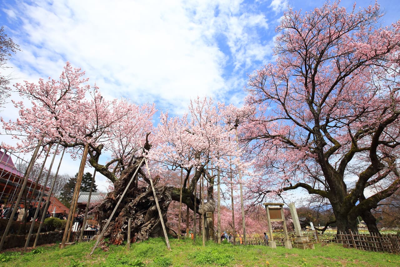 山高神代桜