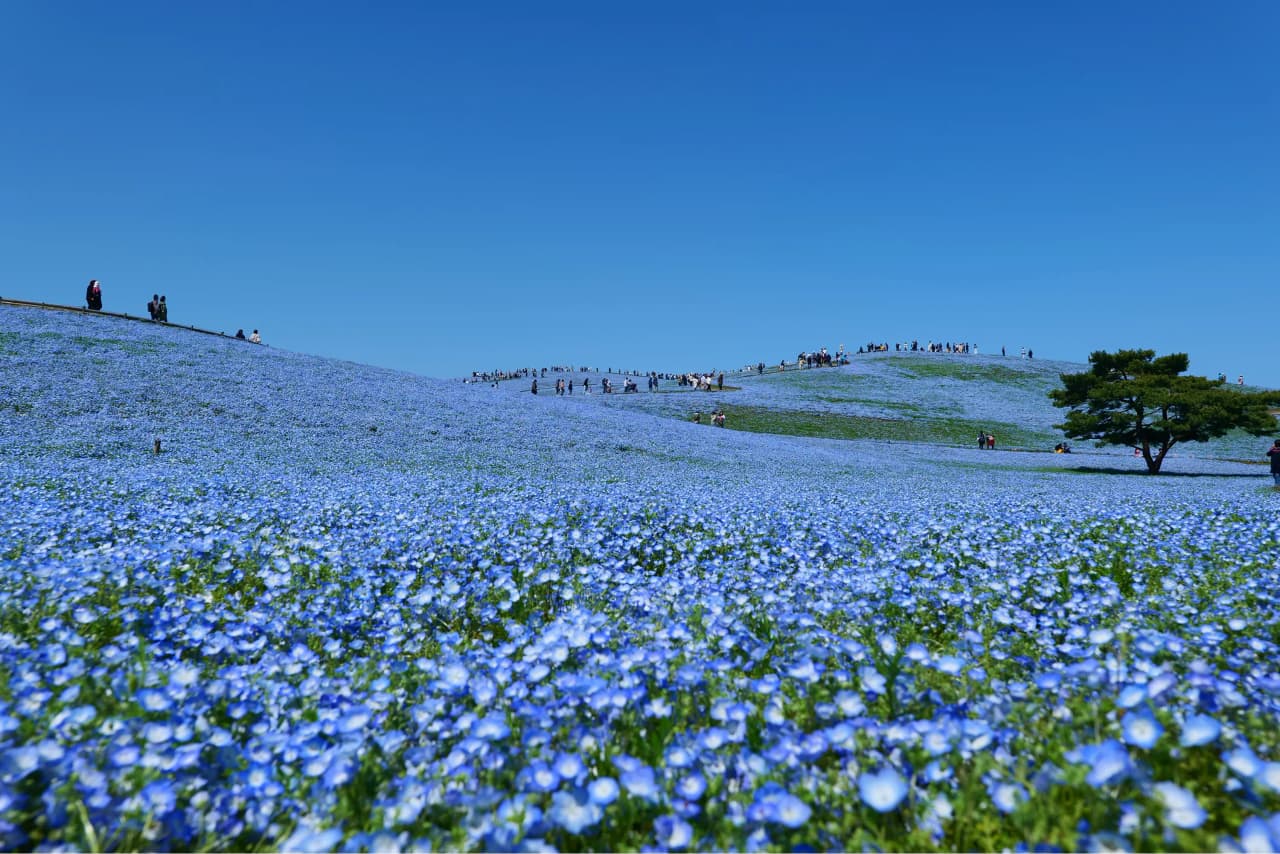 茨城県
