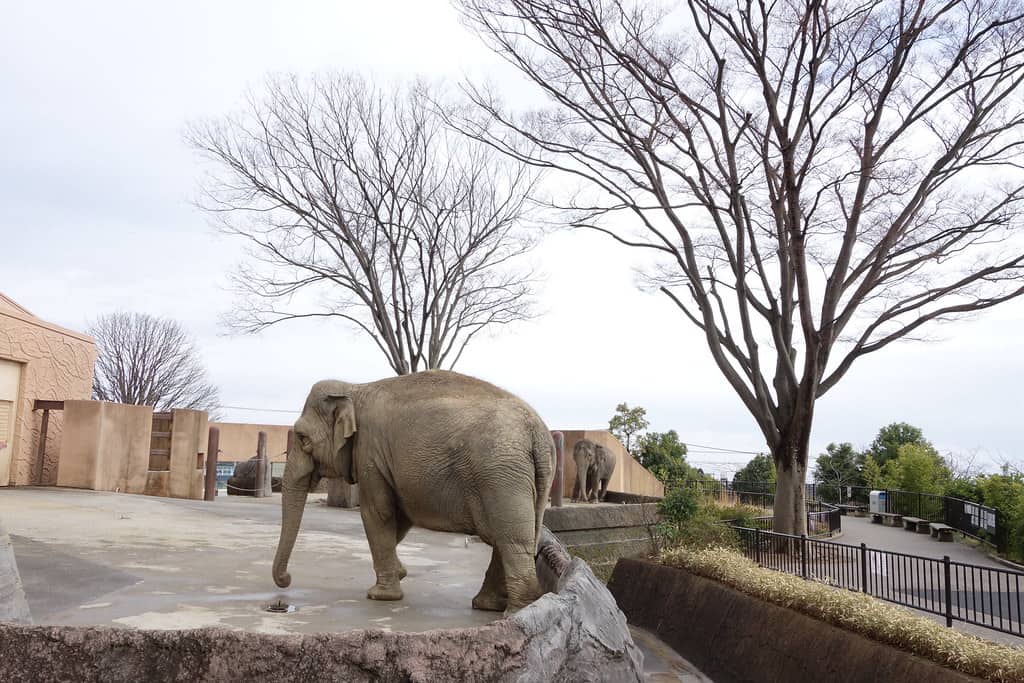 日立市かみね動物園