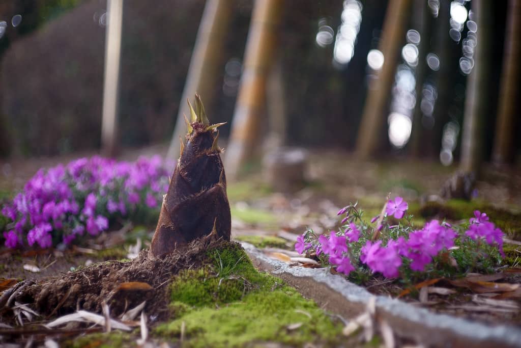 笠間日動美術館