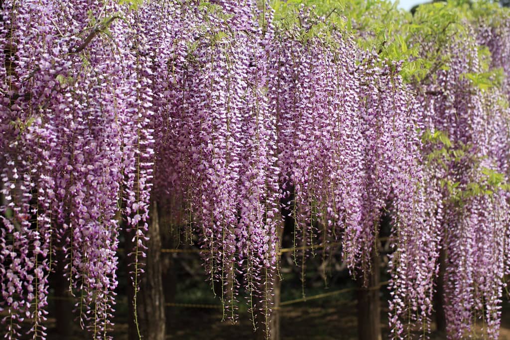 牛島の藤(藤花園)