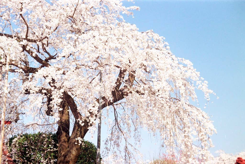 長瀞の桜