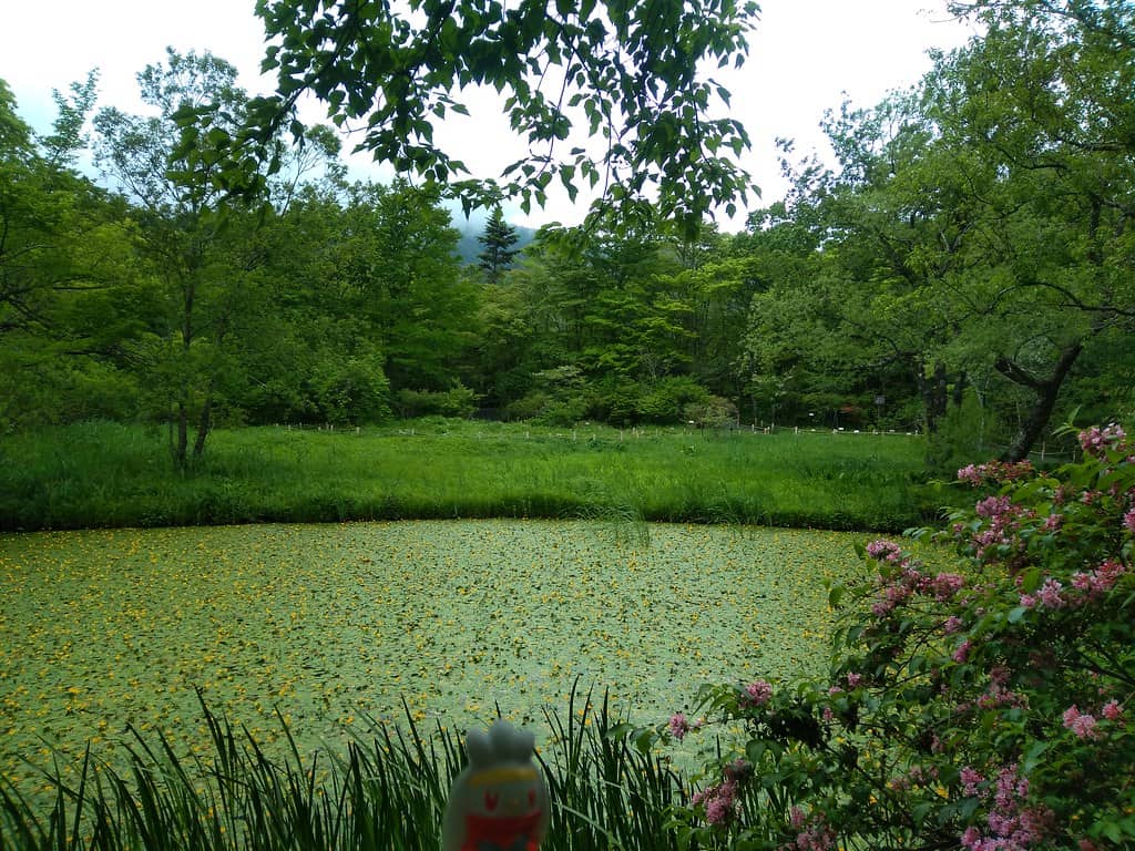 箱根湿生花園