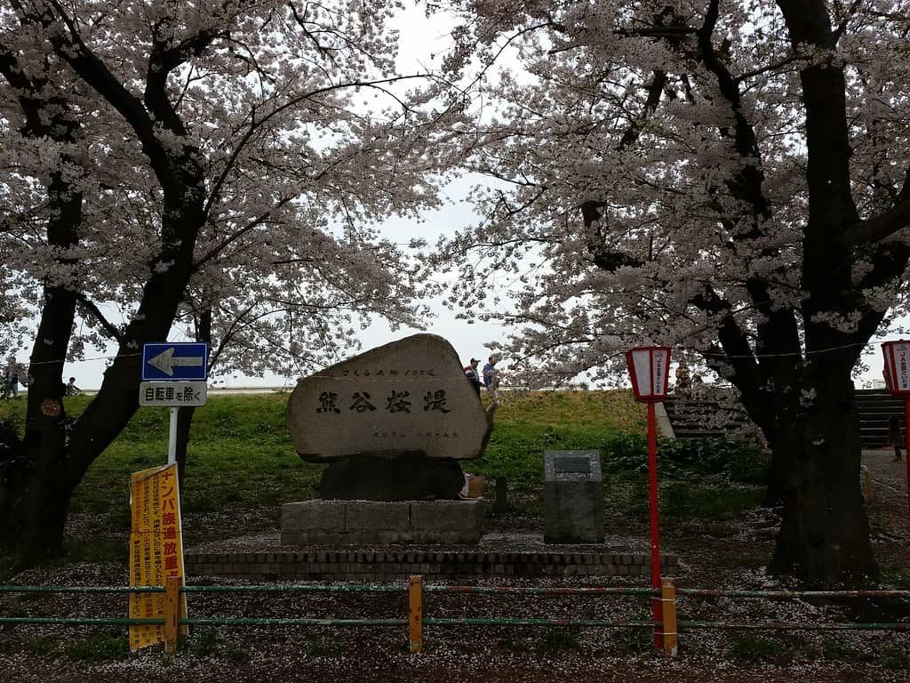 熊谷桜堤