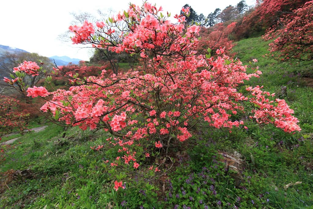 城山公園