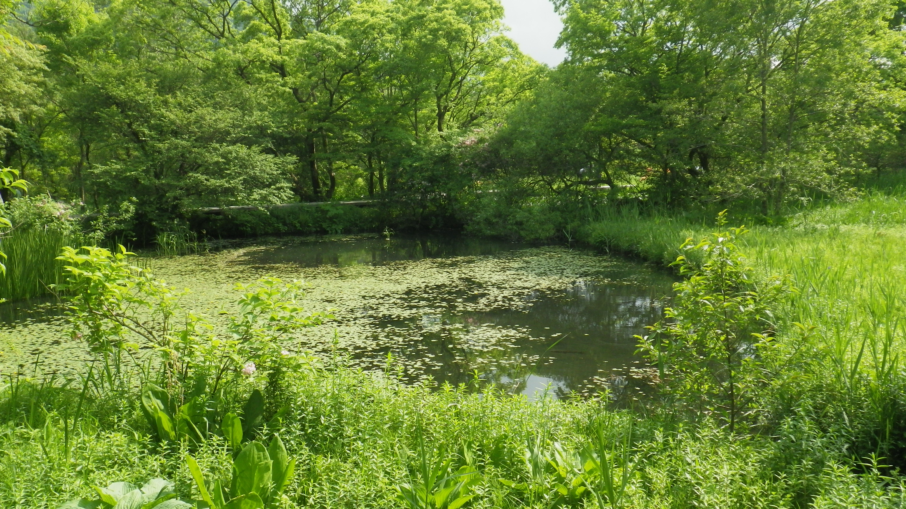 箱根湿生花園