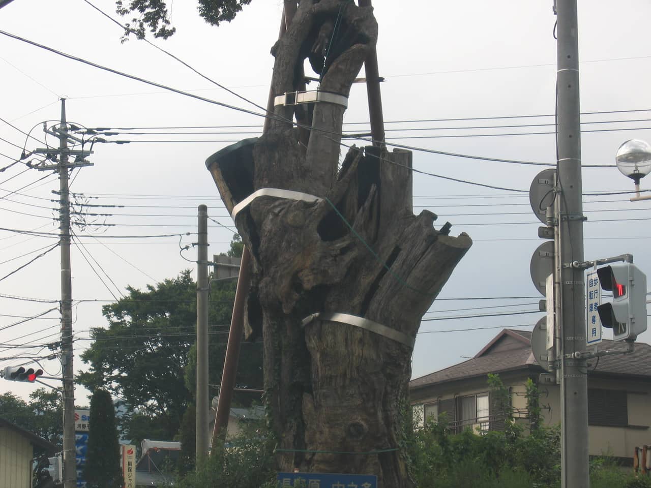 大ケヤキ