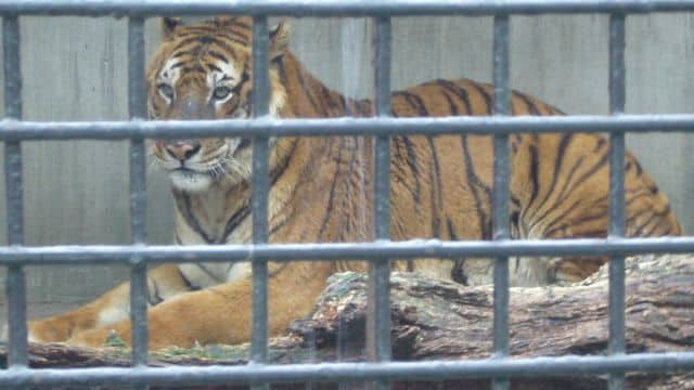 宇都宮動物園