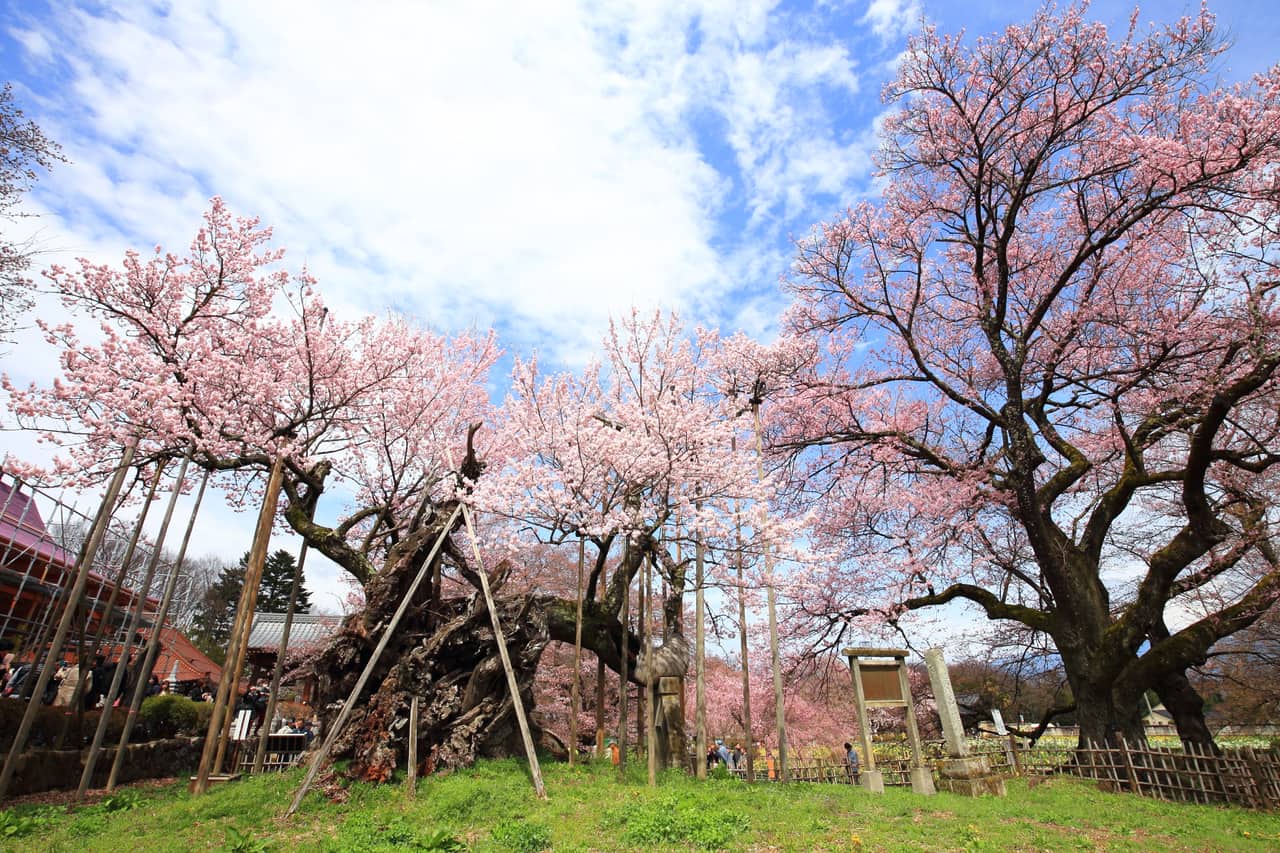 山高神代桜