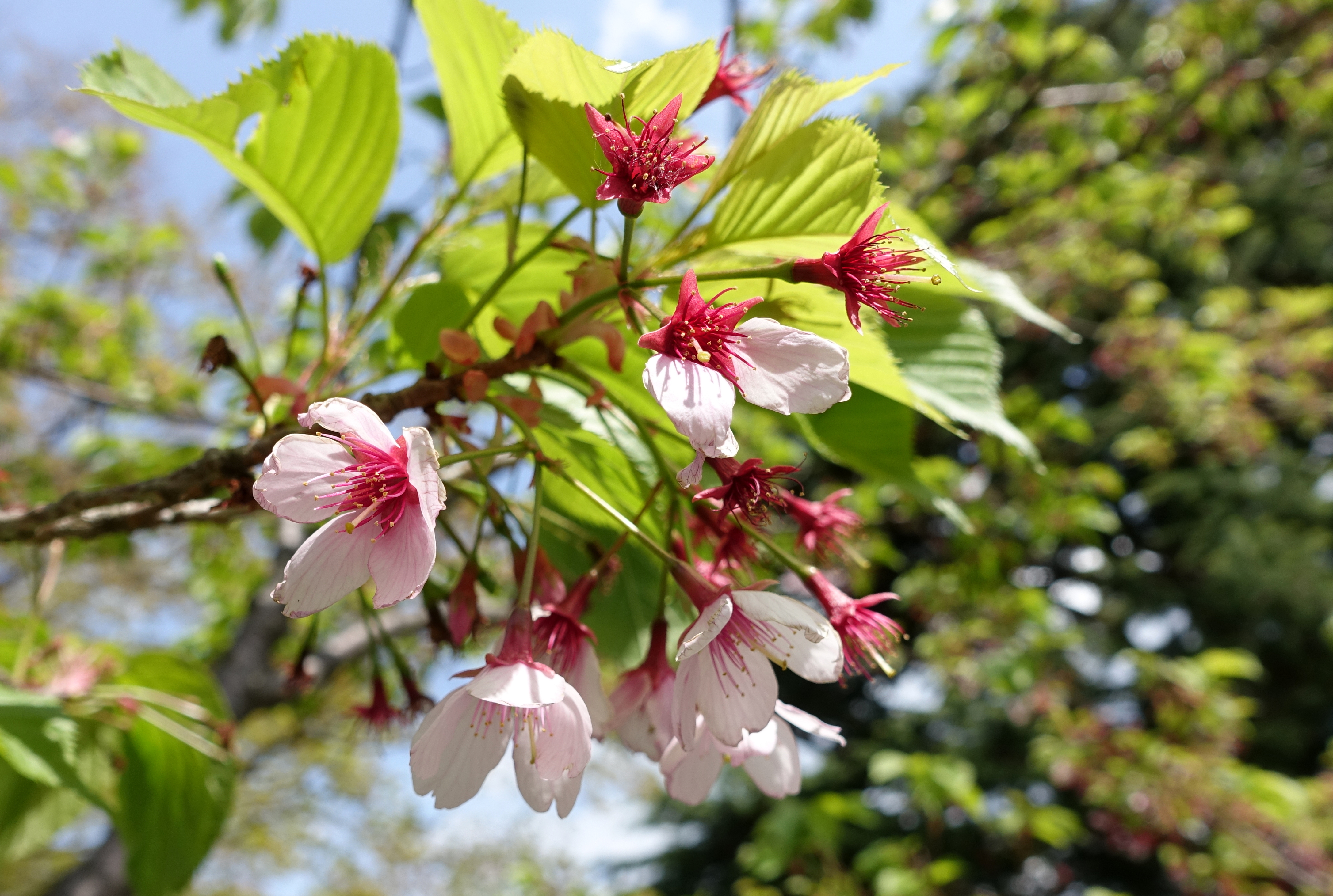 箱根強羅公園