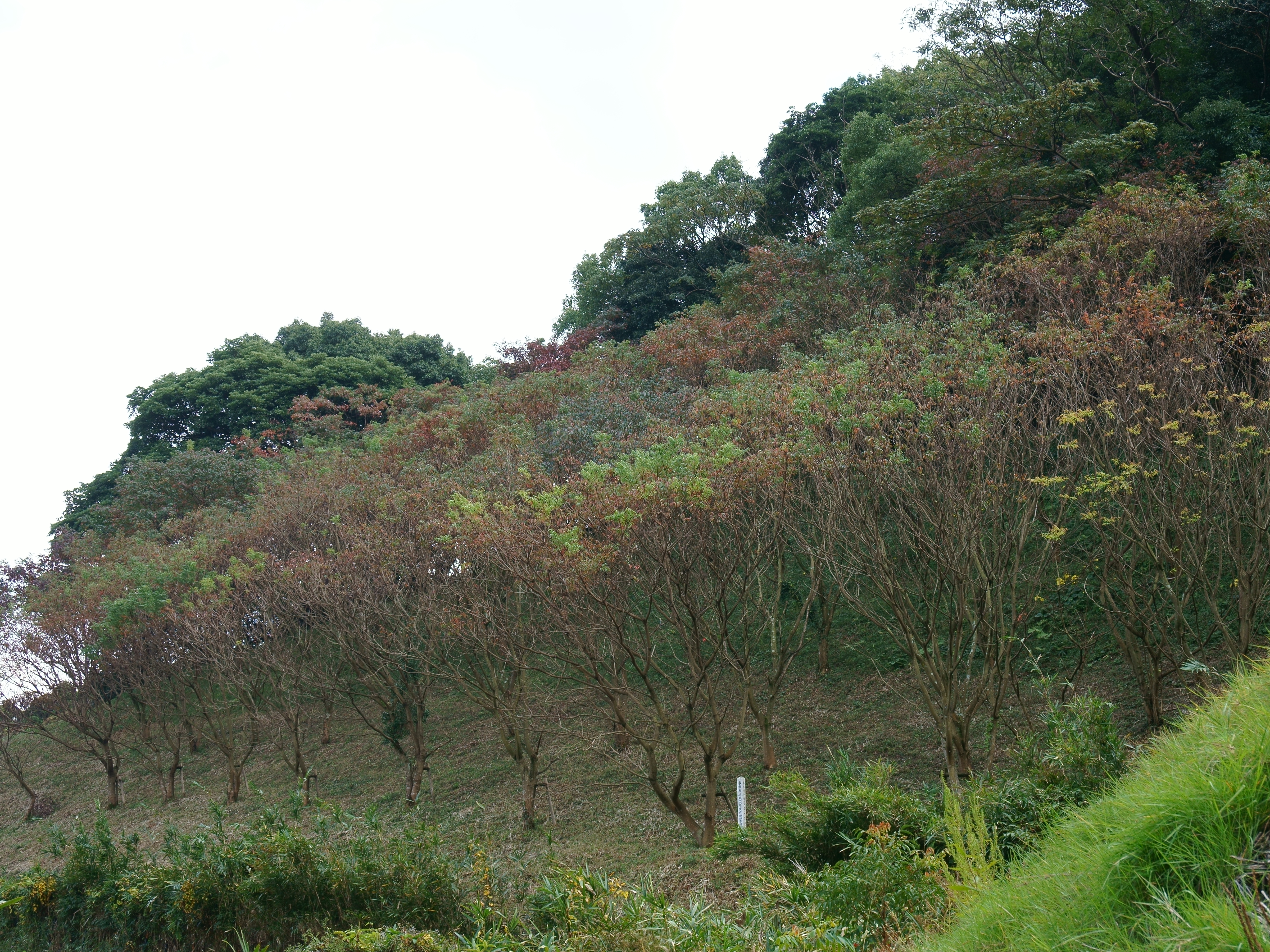鷹取山