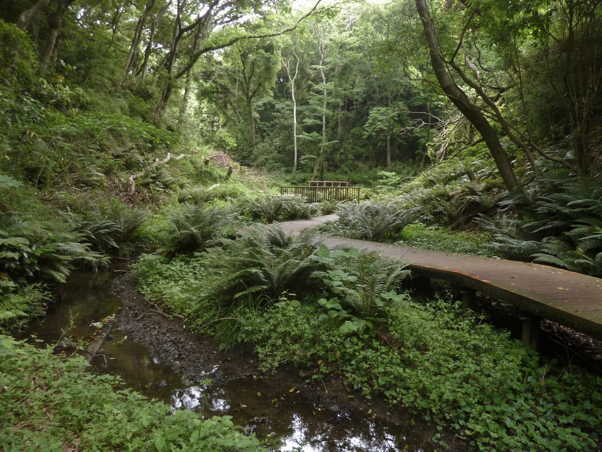 小網代の森