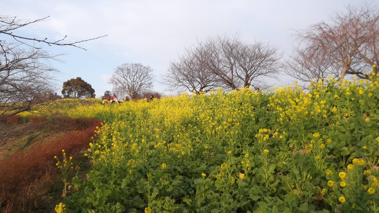 吾妻山公園